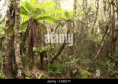 Tree Ferns, Cyathea smithii at Lake Brunner New Zealand Stock Photo