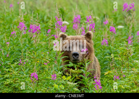 A brown bear stands amongst blooming Fireweed, Tongass National Forest, Southeast Alaska, Summer Stock Photo
