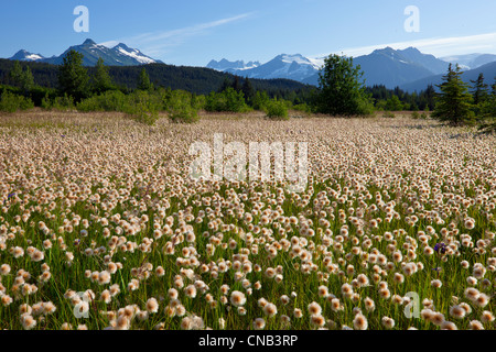 Alaska Cotton grass in the Mendenhall wetlands, Juneau, Southeast Alaska, Summer Stock Photo