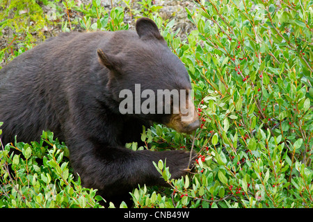 A Black Bear forages on soapberries, Tatenshini-Alsek Wilderness, Yukon Territory, Canada, Summer