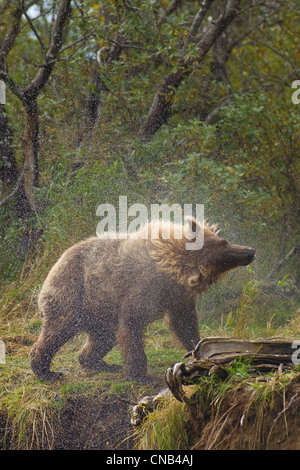 A Brown bear shakes water off after fishing in Grizzly Creek, Katmai National Park, Southwest, Alaska, Summer Stock Photo