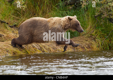 A Brown bear jumps from the streambank into Grizzly Creek to fish for Sockeye salmon, Katmai National Park, Alaska Stock Photo