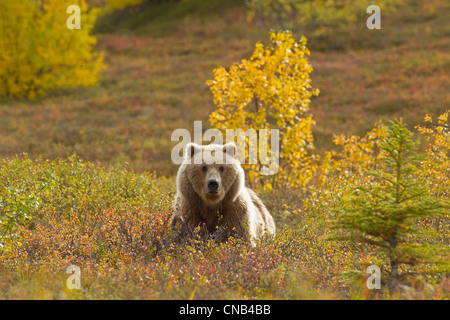 A Brown bear forages in Fall colored tundra in Katmai National Park, Southwest Alaska, Autumn