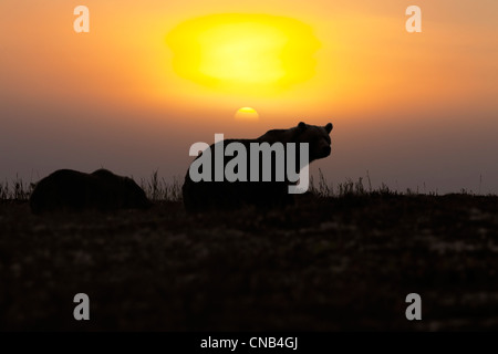 COMPOSITE: Female Brown bear and cub walk on a ridgeline at sunrise, Katmai National Park, Southwest Alaska, Summer Stock Photo