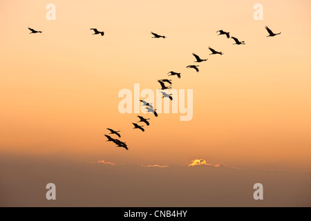 COMPOSITE: Sandhill Cranes in flight at sunrise near Kulik Lake, Katmai National Park, Southwest Alaska Stock Photo