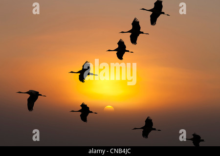 COMPOSITE: Sandhill Cranes in flight at sunrise near Kulik Lake, Katmai National Park, Southwest Alaska Stock Photo