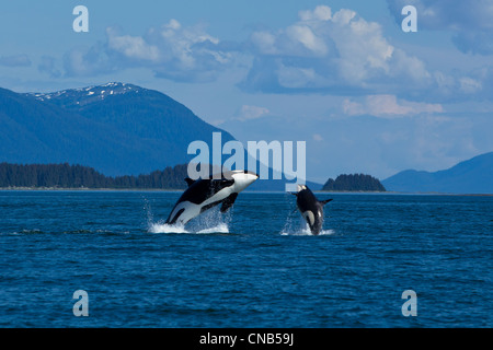 Mother and calf Orca whales breaching in Lynn Canal near Juneau, Southeast Alaska, Summer Stock Photo