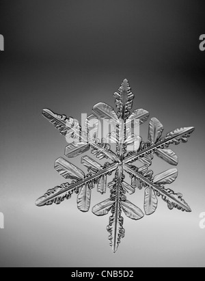 Photo-microscope view of a  snowflake with a star shape Stock Photo