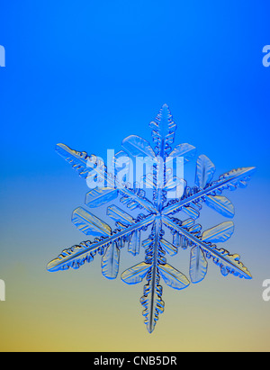 Photo-microscope view of a  snowflake with a star shape Stock Photo