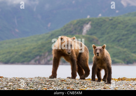Coastal brown bear sow and cubs walk the beach near a stream in Kinak Bay, Katmai National Park & Preserve, Alaska Stock Photo