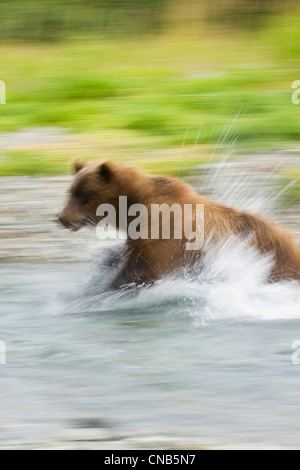 In motion view of coastal brown bear running after salmon in a stream ...