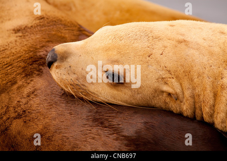 Close up of a female Steller Sea Lion resting, St. Herman Harbor, Kodiak, Southwest Alaska, Summer Stock Photo