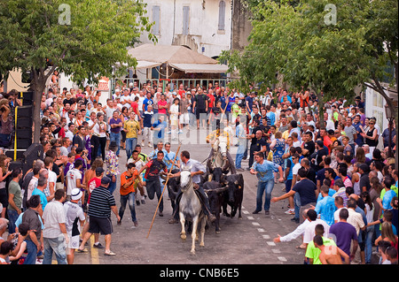 France, Gard, Aigues Vives, the Abrivado (release of bulls) consists for the cowboys to escort the bulls from the pastures to Stock Photo