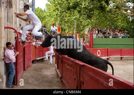 France, Gard, Aigues Vives, Course camarguaise in the bullring with the bull Mithra from the Vidourlenque ranch reaching out Stock Photo