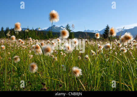 Alaska Cotton grass in the Mendenhall wetlands, Juneau, Southeast Alaska, Summer Stock Photo