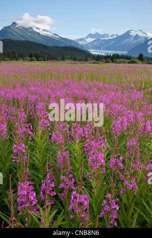 Scenic view of a field of Fireweed with Mendenhall Glacier and Towers in the background, Southeast Alaska, Summer Stock Photo