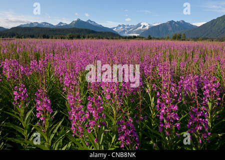 Scenic view of a field of Fireweed with Mendenhall Glacier and Towers in the background, Southeast Alaska, Summer Stock Photo