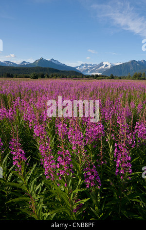 Scenic view of a field of Fireweed with Mendenhall Glacier and Towers in the background, Southeast Alaska, Summer Stock Photo