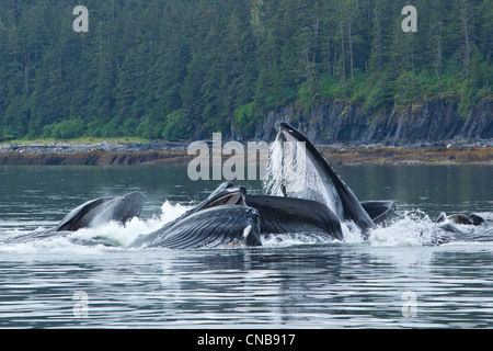 Humpback whales bubble net  lunge feeding for herring in Chatham Strait, Inside Passage, Southeast Alaska, Summer Stock Photo