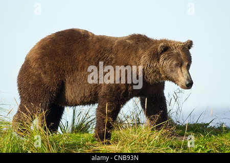 A Brown bear forages along the shoreline in Katmai National Park and Preserve, Southwest Alaska, Summer Stock Photo