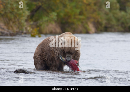 Brown bear catches a salmon in its mouth, Grizzly Creek, Katmai National Park and Preserve, Southwest Alaska, Summer
