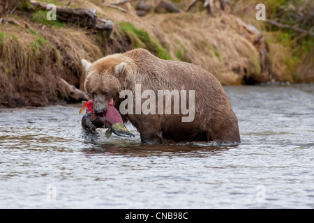 Brown bear catches a salmon in its mouth, Grizzly Creek, Katmai National Park and Preserve, Southwest Alaska, Summer Stock Photo