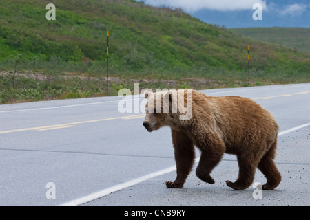 A brown bear crosses the Alaska Highway, Tatshenshini-Alsek Wilderness, Yukon Territory, Canada Stock Photo