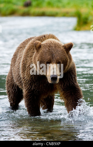 Coastal brown bear chasing salmon in Geographic Harbor, Katmai National Park & Preserve, Southwest Alaska, summer Stock Photo
