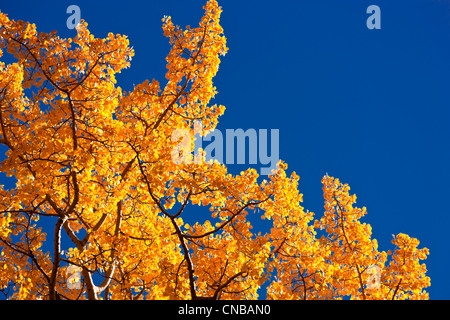 Close up of an Aspen tree with brilliant yellow foliage against a blue sky, Matanuska Valley, Southcentral Alaska, Autumn Stock Photo