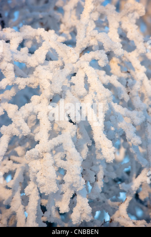 Close up of hoar frost on birch trees branches along Tony Knowles Coast Trail, Anchorage, Southcentral Alaska, Winter Stock Photo