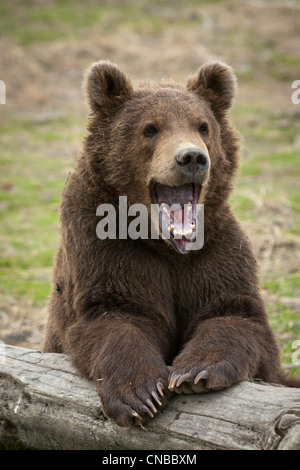 CAPTIVE: Male Kodiak Brown Bear cub resting on a log with mouth wide open, Alaska Wildlife Conservation Center Stock Photo