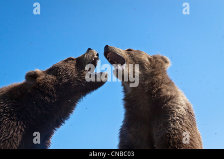 CAPTIVE: Pair of young Kodiak Brown bears play-fight together at Alaska Wildlife Conservation Center, Southcentral Alaska Stock Photo