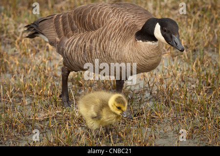 A mother Canada goose watches over her gosling near a pond in Anchorage, Southcentral Alaska, Summer Stock Photo