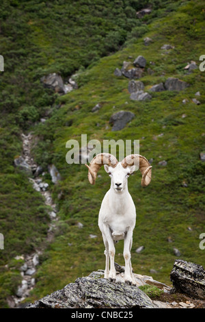 A full-curl Dall ram stands on a rock outcrop facing forward, Denali National Park and Preserve, Interior Alaska, Summer Stock Photo