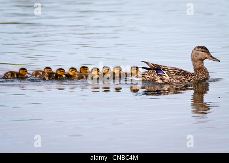 A Mallard hen with brood of chicks following, Cheney Lake, Anchorage, Southcentral Alaska, Spring Stock Photo