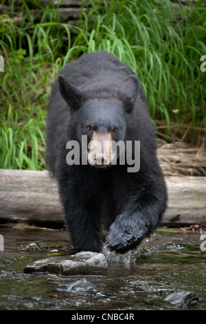 A Black bear boar approaches through the Russian River in the Cooper Landing area, Southcentral Alaska, Summer Stock Photo