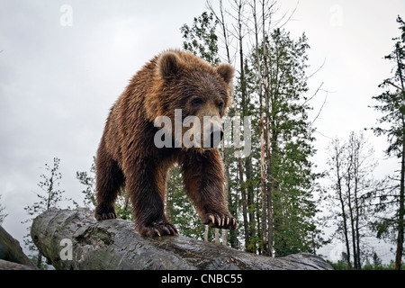 CAPTIVE: Male Kodiak Brown bear walks down a log, Alaska Wildlife Conservation Center, Southcentral Alaska, Summer