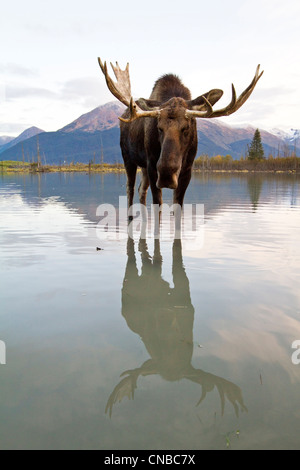 CAPTIVE: Bull moose walks thru high-tide water, Alaska Wildlife Conservation Center, Southcentral Alaska, Autumn Stock Photo