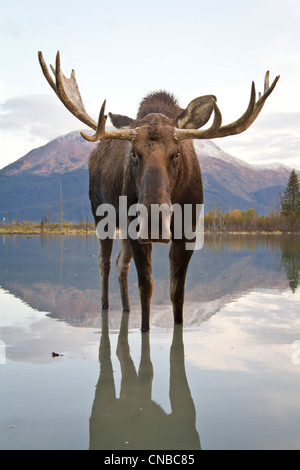 CAPTIVE: Bull moose walks thru high-tide water, Alaska Wildlife Conservation Center, Southcentral Alaska, Autumn Stock Photo