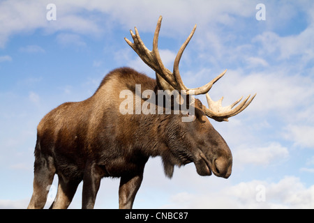 CAPTIVE: Close up and low angle view of a bull moose, Alaska Wildlife Conservation Center, Southcentral Alaska, Autumn Stock Photo