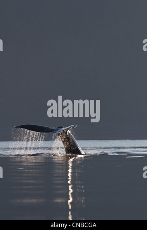 Humpback whale dives into the ocean Stock Photo - Alamy