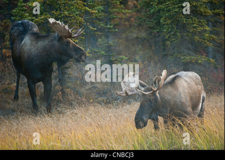 A pair of bull moose wander through a taiga forest in early morning in Denali National Park & Preserve, Interior Alaska, Autumn Stock Photo