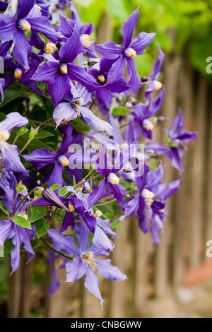 Close-up of purple flowers of Clematis jackmanii Stock Photo