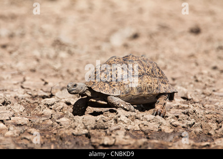 Leopard (mountain) tortoise, Geochelone pardalis, Kgalagadi Transfrontier Park, South Africa Stock Photo