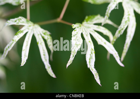 Acer Palmatum Ukigumo Variegated Leaves Stock Photo