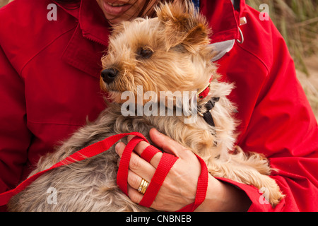 Yorkshire terrier being taken for walk on the beach in early spring. Stock Photo
