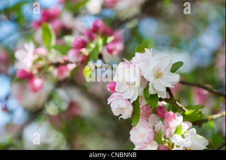 Malus 'snow cloud' .  Crab Apple Tree blossom Stock Photo