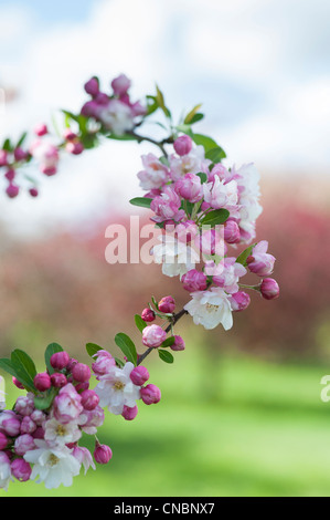 Malus 'snow cloud' .  Crab Apple Tree blossom Stock Photo