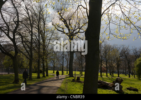 Spring growth on 100 year-old mature ash trees in Ruskin Park, a south London public space in Lambeth and Southwark. Stock Photo