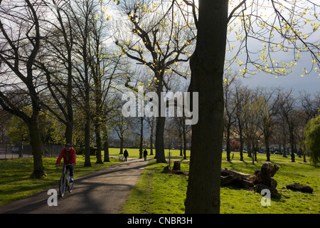 Spring growth on 100 year-old mature ash trees in Ruskin Park, a south London public space in Lambeth and Southwark. Stock Photo